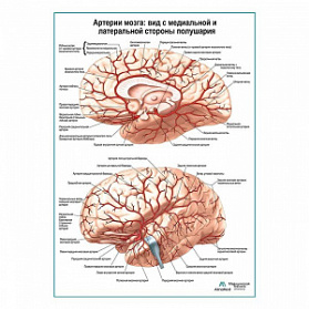 Артерии мозга: медиальный и  латеральный вид плакат глянцевый А1+/А2+ (глянцевая фотобумага от 200 г/кв.м, размер A2+)