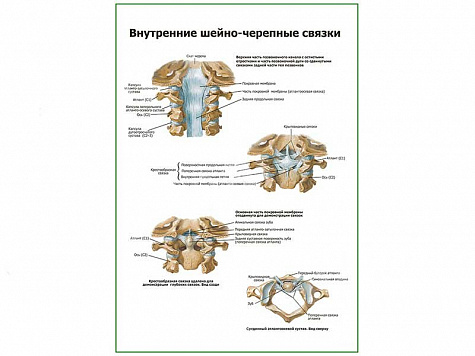 Внутренние шейно-черепные связки плакат глянцевый А1/А2 (глянцевый A2)