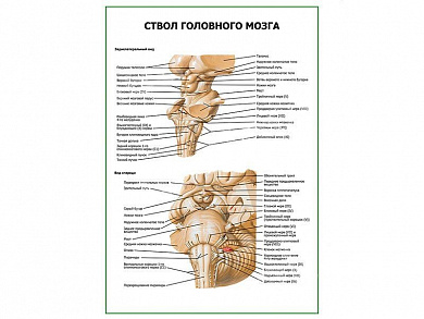Ствол головного мозга плакат глянцевый А1/А2 (глянцевый A1)