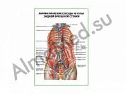 Лимфатические сосуды и узлы задней брюшной стенки плакат глянцевый/ламинированный А1/А2 (глянцевый	A2)