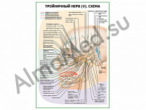 Тройничный нерв (V). Схема плакат глянцевый/ламинированный А1/А2 (глянцевый	A2)