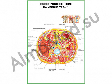 Поперечное сечение Т-12-L-1 плакат ламинированный А1/А2 (ламинированный	A2)