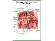 Двенадцатиперстная кишка. Расположение плакат глянцевый  A1/A2 (глянцевый A2)