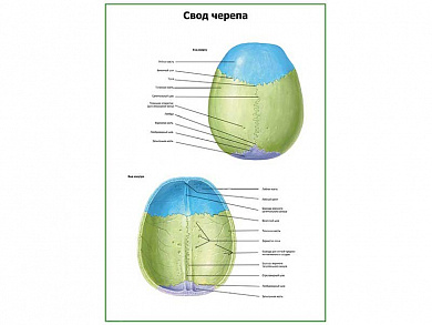 Свод черепа плакат глянцевый А1/А2 (глянцевый A2)