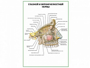 Глазной и верхнечелюстной нервы плакат глянцевый А1/А2 (глянцевый A1)