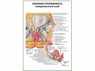 Женская промежность. Поверхностный слой плакат глянцевый А1/А2 (глянцевый A1)