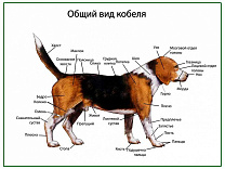 Общий вид собаки (кобель), плакат глянцевый/ламинированный А1/А2 (глянцевый A2)