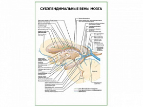 Субэпендимальные вены мозга плакат глянцевый А1/А2 (глянцевый A2)
