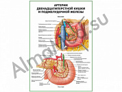 Артерии поджелудочной железы и двенадцатиперстной кишки плакат глянцевый/ламинированный А1/А2 (глянцевый	A2)