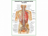 Спинной мозг и передние ветви на месте плакат глянцевый А1/А2 (глянцевый A2)