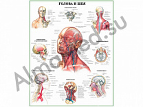 Голова и шея, плакат ламинированный А1/А2 (ламинированный	A2)