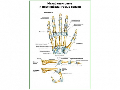 Связки кисти плакат глянцевый А1/А2 (глянцевый A1)