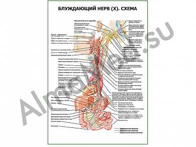 Блуждающий нерв (X). Схема плакат глянцевый/ламинированный А1/А2 (глянцевый	A2)