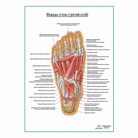Мышцы подошвенной поверхности стопы (третий слой) плакат глянцевый А1+/А2+ (глянцевая фотобумага от 200 г/кв.м, размер A2+)
