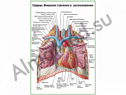 Сердце. Внешнее строение и расположение плакат ламинированный А1/А2 (ламинированный	A2)