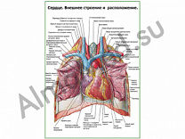 Сердце. Внешнее строение и расположение плакат ламинированный А1/А2 (ламинированный	A2)