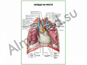 Сердце на месте плакат глянцевый/ламинированный А1/А2 (глянцевый	A2)