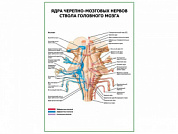 Ядра черепно-мозговых нервов ствола головного мозга плакат глянцевый А1/А2 (глянцевый A1)
