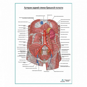Артерии задней брюшной стенки плакат глянцевый А1+/А2+ (глянцевый холст от 200 г/кв.м, размер A1+)