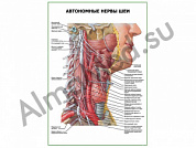 Автономные нервы шеи плакат ламинированный А1/А2 (ламинированный	A2)