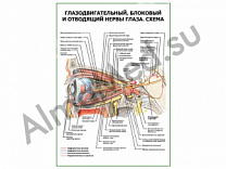 Глазодвигательный, блоковый, отводящий нервы глаза. Схема плакат ламинированный А1/А2 (ламинированный	A2)