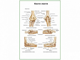 Кости локтя плакат глянцевый А1+/А2+ (глянцевая фотобумага от 200 г/кв.м, размер A1+) Кости локтя плакат глянцевый А1+/А2+ (глянцевая фотобумага от 200 г/кв.м, размер A1+)