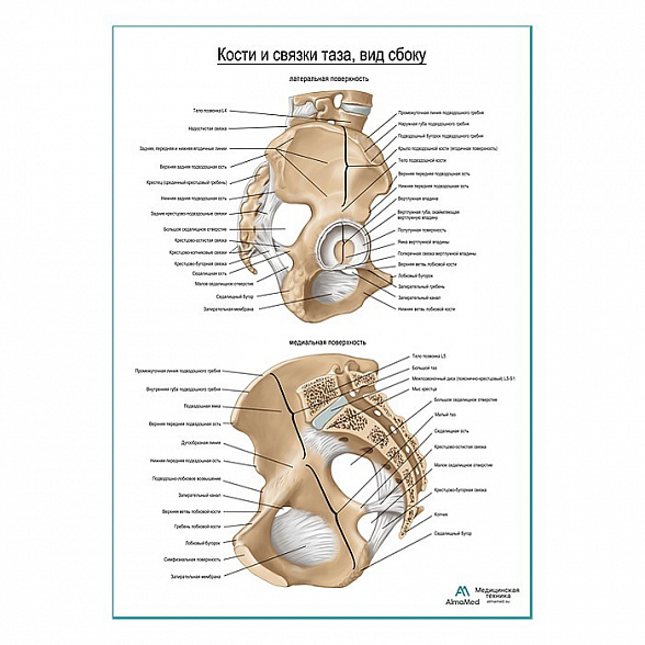 Кости и связки таза продолжение плакат глянцевый А1+/А2+ (глянцевая фотобумага от 200 г/кв.м, размер A2+)