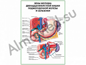 Вены желудка двенадцатиперстной кишки, селезенки плакат ламинированный А1/А2 (ламинированный	A2)