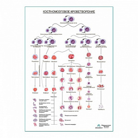 Костномозговое кроветворение, плакат глянцевый А1+/А2+ (глянцевая фотобумага от 200 г/кв.м, размер A2+)