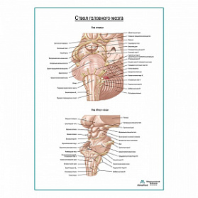 Ствол головного мозга плакат глянцевый А1+/А2+ (глянцевая фотобумага от 200 г/кв.м, размер A1+)