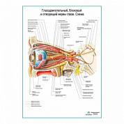 Глазодвигательный, блоковый, отводящий нервы глаза. Схема плакат глянцевый А1+/А2+ (глянцевая фотобумага от 200 г/кв.м, размер A2+)