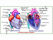Строение сердца человека, плакат ламинированный А1/А2 (ламинированный	A2)