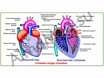 Строение сердца человека, плакат ламинированный А1/А2 (ламинированный	A2)