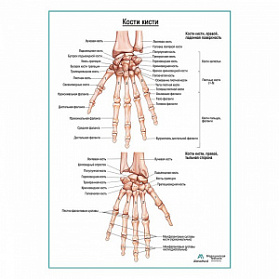 Кости кисти плакат глянцевый А1+/А2+ (глянцевый холст от 200 г/кв.м, размер A1+)