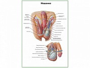 Мошонка плакат глянцевый А1/А2 (глянцевый A1)