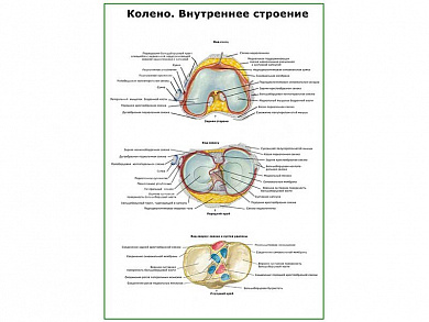 Коленный сустав, внутреннее строение плакат глянцевый А1/А2 (глянцевый A2)