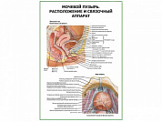 Расположение и связочный аппарат мочевого пузыря плакат глянцевый А1/А2 (глянцевый A2)