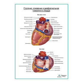 Сердце. Строение, основание и диафрагмальная поверхность плакат глянцевый А1+/А2+ (глянцевая фотобумага от 200 г/кв.м, размер A1+)