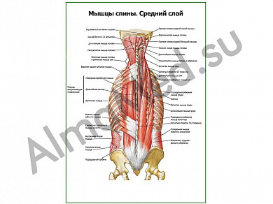 Мышцы спины, средний слой плакат ламинированный А1/А2 (ламинированный	A2)