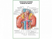 Почечные артерии и вены на месте плакат глянцевый А1/А2 (глянцевый A1)