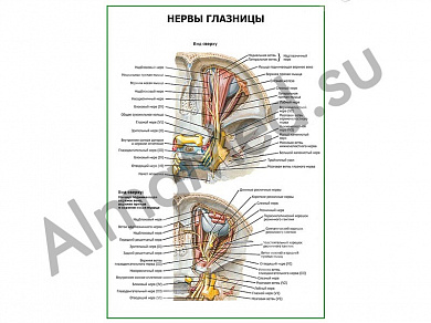 Нервы глазницы плакат глянцевый/ламинированный А1/А2 (глянцевый	A2)