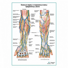 Кожные нервы и поверхностные вены предплечья плакат глянцевый А1+/А2+ (глянцевый холст от 200 г/кв.м, размер A1+)