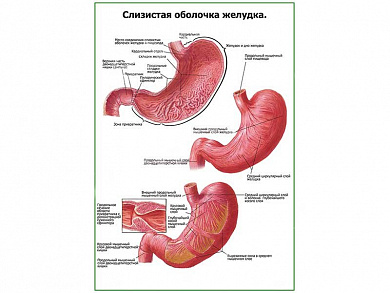 Слизистая оболочка желудка плакат глянцевый  А1/А2 (глянцевый A2)