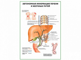 Автономная иннервация печени и желчных путей плакат глянцевый  А1/А2 (глянцевый A1) Автономная иннервация печени и желчных путей плакат глянцевый  А1/А2 (глянцевый A1)