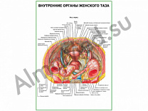 Внутренние органы женского таза плакат глянцевый/ламинированный А1/А2 (глянцевый	A2)