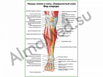 Мышцы голени и стопы, поверхостный слой, вид спереди плакат ламинированный А1/А2 (ламинированный	A2)