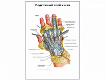 Подкожный слой кисти плакат глянцевый А1/А2 (глянцевый A2)