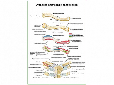 Строение ключицы и соединения плакат глянцевый А1/А2 (глянцевый A2)