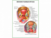 Женские тазовые органы плакат глянцевый А1/А2 (глянцевый A1)