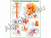 Система мужских половых органов, плакат ламинированный А1/А2 (ламинированный	A2)